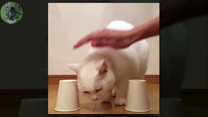 1 HOUR FUNNY VIDEOS FUNNY CATS COMPILATION MARCH 2017_46