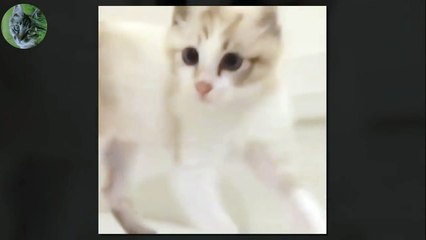 1 HOUR FUNNY VIDEOS FUNNY CATS COMPILATION MARCH 2017_66