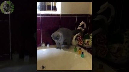 1 HOUR FUNNY VIDEOS FUNNY CATS COMPILATION MARCH 2017_75