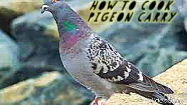 Cooking Pigeon/Dove Masal Curry in My Village -Pigeon Meat Vona Recipe –FOOD BUZZ