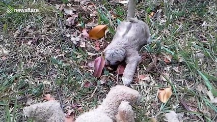 Six-week-old sloth cuddles teddy bear