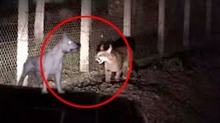 5 Extinct Animals Caught on Camera & Spotted In Real Life!