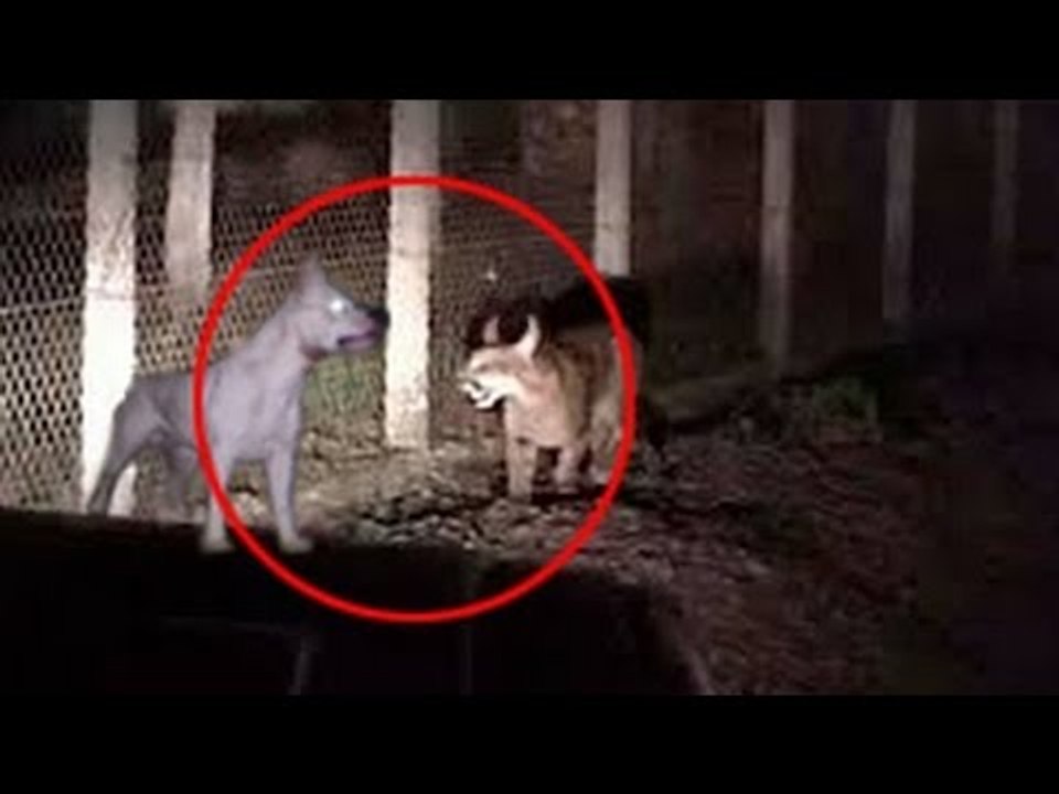 5 Extinct Animals Caught on Camera & Spotted In Real Life!