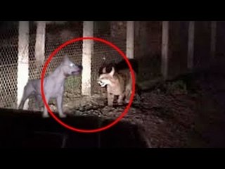 5 Extinct Animals Caught on Camera & Spotted In Real Life!