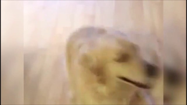 Ce chien bien dressé et obéissant range tout ses jouets