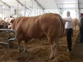 Fièvre catarrhale en élevage