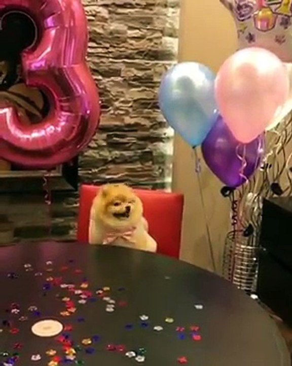 Pomeranian Enjoying Birthday party