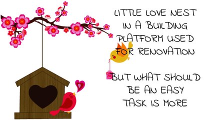 A Pigeons Love Tale - True Love