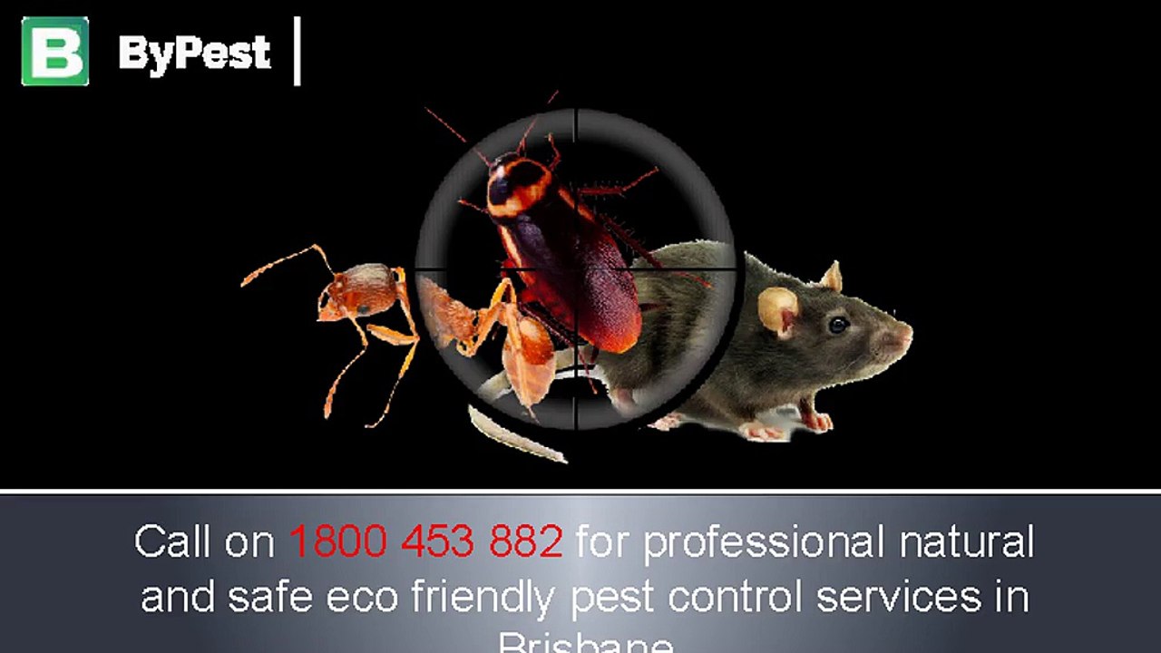 Bye_Pest_Control_Brisbane