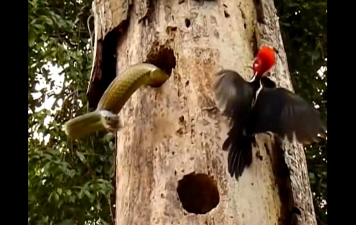 The brave birdie is fighting for its babies video Dailymotion