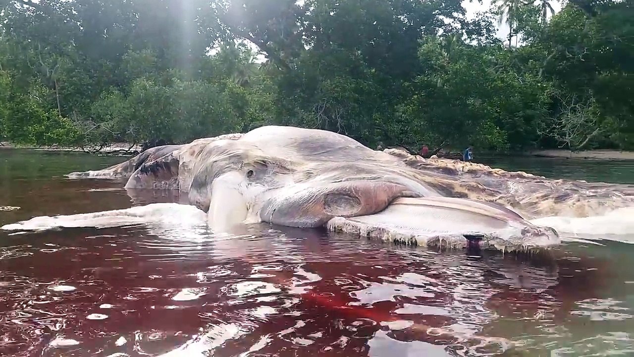 INDONESIA : Mysterious giant sea creature washes up on the shores of Indonesia
