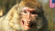 Monyet pembawa virus herpes meneror lingkungan Florida - Tomonews