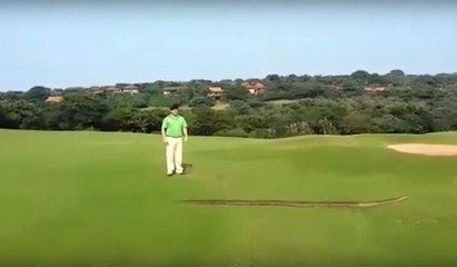 Dev piton golf sahasında belirdi görenler inanamadı
