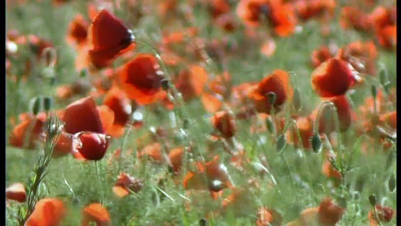 Red Moon: Menstruation, Culture & the Politics of Gender