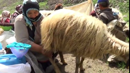 Yaylacıların Kato Dağı Eteklerinde Zorlu Mesaisi Başladı