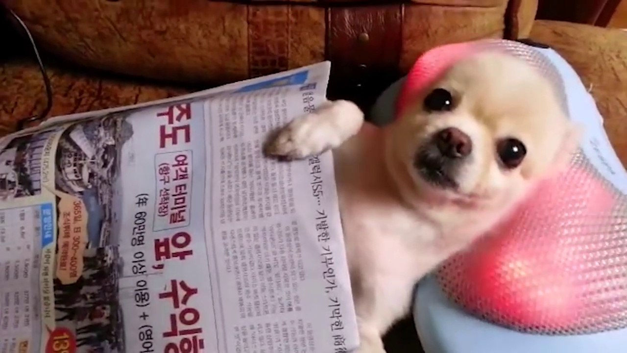 Oddly Satisfying Video