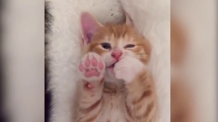 Oddly Satisfying Video You'll Enjoy