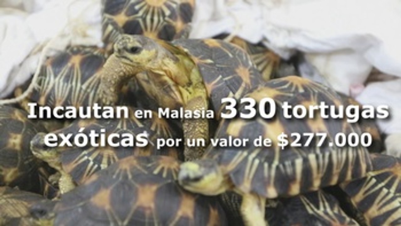Incautan 330 tortugas exóticas en Malasia por un valor de 277.000 dólares