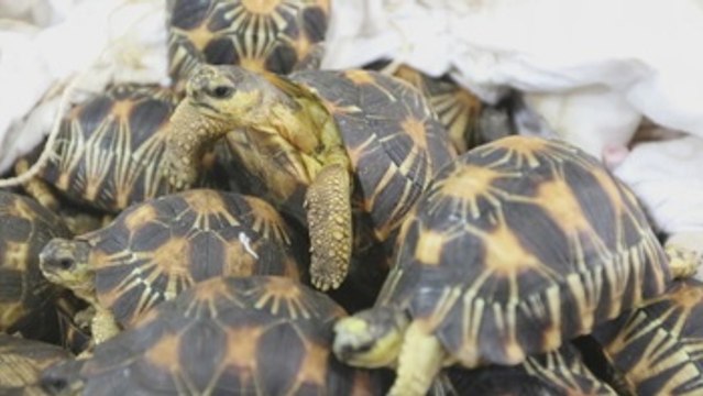 Malasia intercepta contrabando de 330 tortugas procedentes de Madagascar
