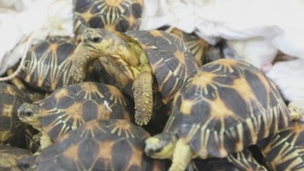 Malasia intercepta contrabando de 330 tortugas procedentes de Madagascar