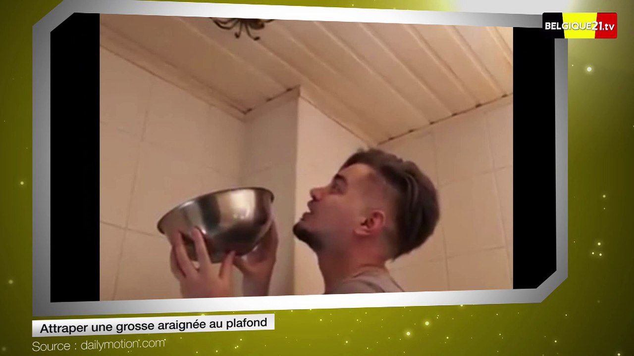 Attraper une grosse araignée au plafond