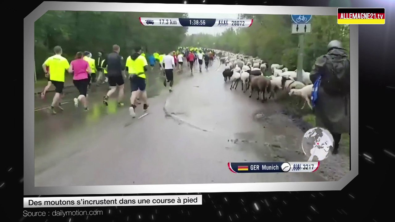 Des moutons s’incrustent dans une course à pied