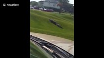 Massive alligator suns itself on golf course putting green