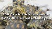 330 Exotic tortoises worth $277,000 seized in Malaysia