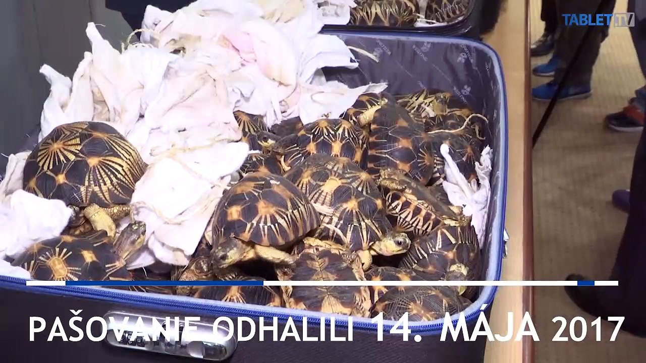 Ilegálnu zásielku stoviek chránených korytnačiek zadržali colníci v Malajzii