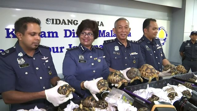 Malaysian authorities seize hundreds of endangered tortoises