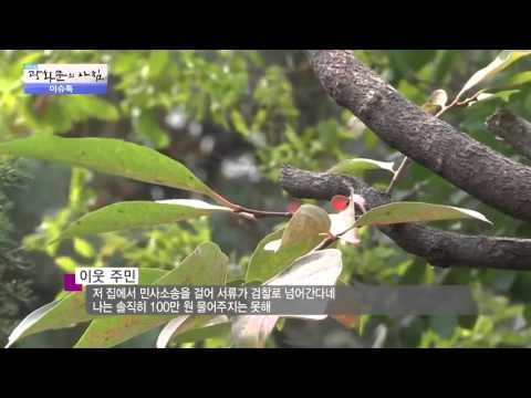 감나무 때문에 원수가 된 사람들?! [광화문의 아침] 107회 20151109