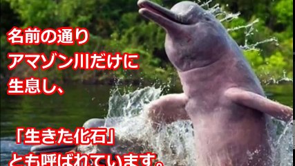 【衝撃】アマゾンのマジでヤバい危険生物!!よく見ると とんでもない謎に満ちた新種の生物！思わず二度見してしまう写真まとめ【閲覧注意】