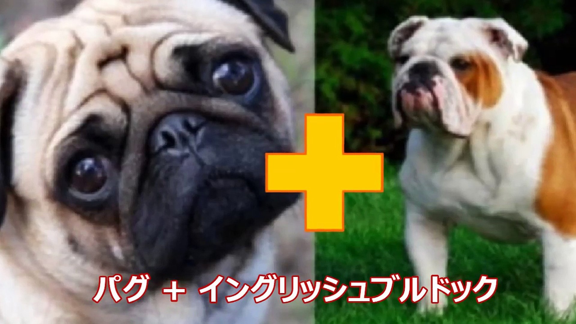 ⁣【衝撃】雑種とは違う！ミックス犬を知っていますか？かわいいと話題のミックス犬をご紹介！【雑学 おもしろ】