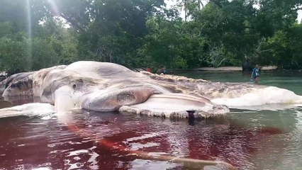 Indonésie : le cadavre d'un étrange monstre marin s'échoue sur une plage