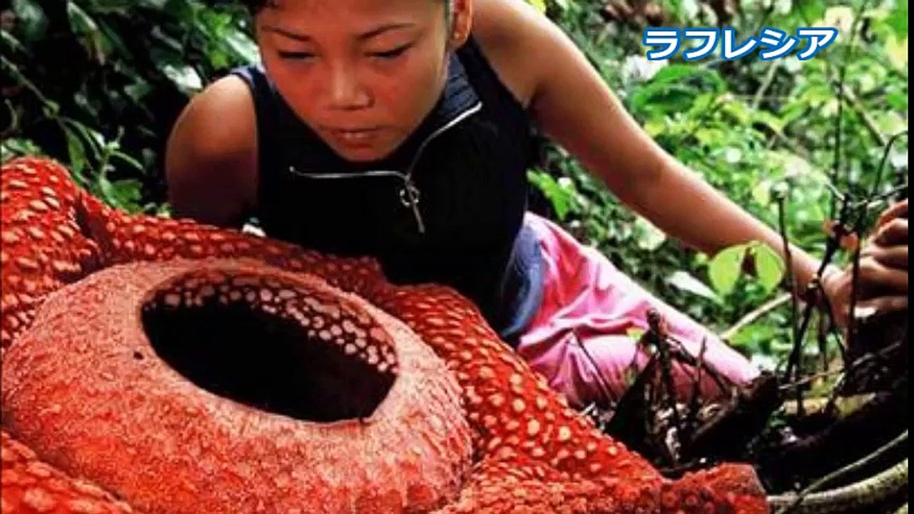 【衝撃】アマゾンに生息する衝撃的な生物！遭遇したらマジでヤバイことが･･･!!嘘のように見えて実は珍獣【閲覧注意】