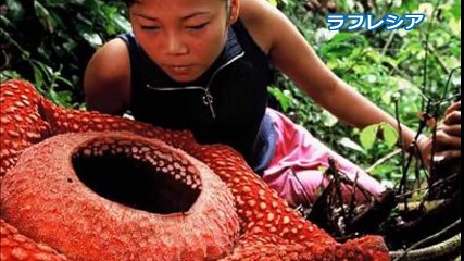 【衝撃】アマゾンに生息する衝撃的な生物！遭遇したらマジでヤバイことが･･･!!嘘のように見えて実は珍獣【閲覧注意】