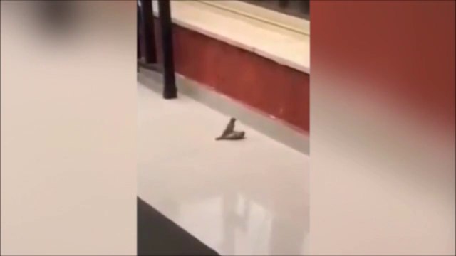 Cet oiseau essaie de réanimer son ami mort... Tellement touchant