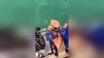 Ce taré saute sur un requin et se fait mordre... Débile