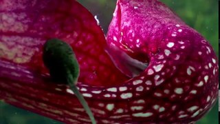 Highly Dangerious Plants || Best Documentary 2017