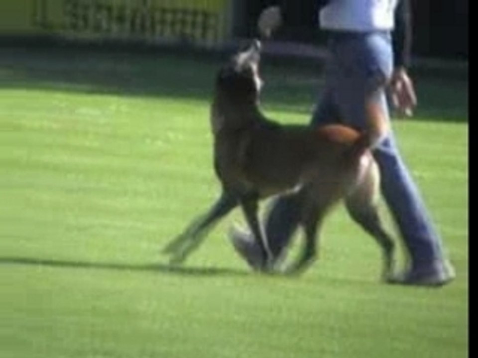 BSTM 2007-Totti de la Plaine des Cheyennes