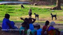 Goat and Monkey funny video