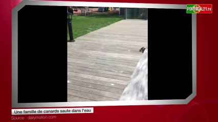 Une famille de canards saute dans l'eau