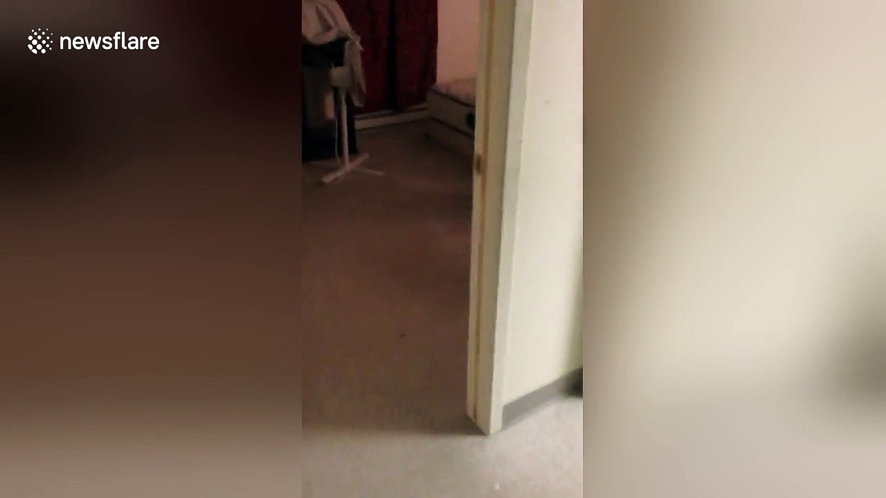 Puppy in epic laundry basket fail