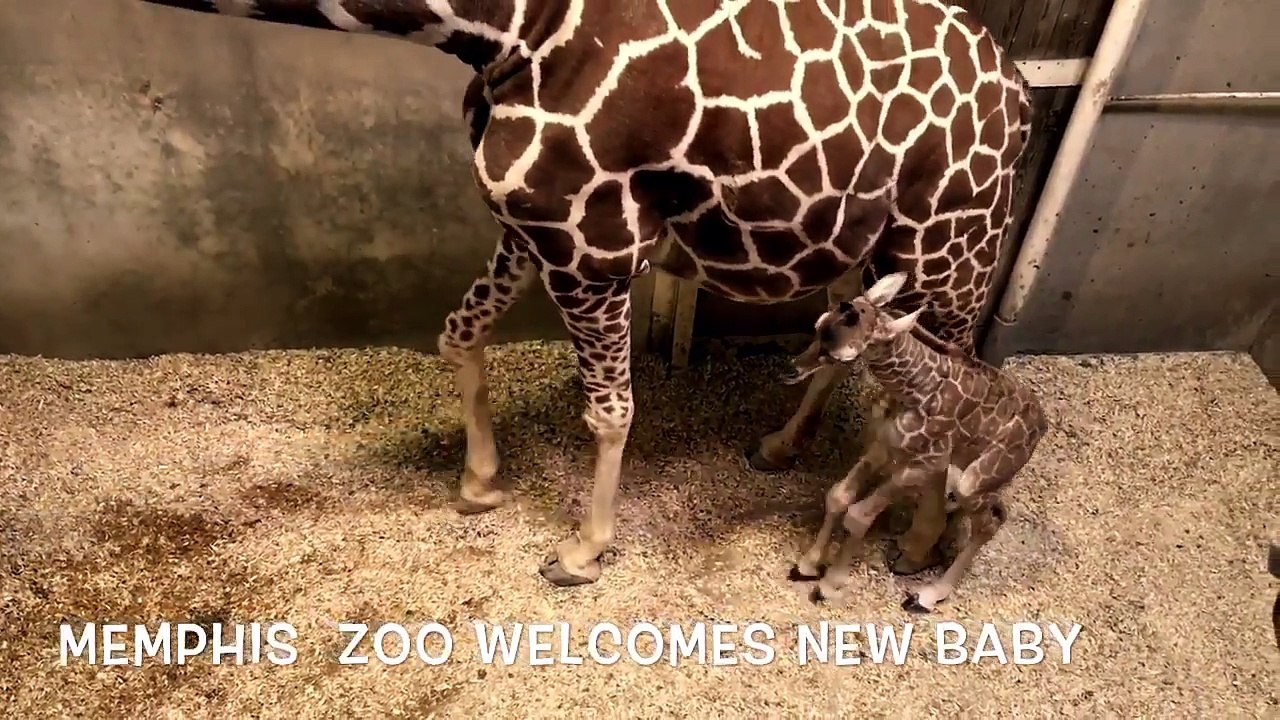 Ce bébé girafe est tellement craquant !!