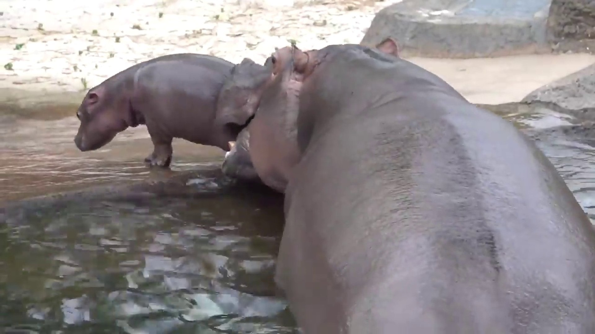 Trop Mignon Ce Bebe Hippopotame Video Dailymotion