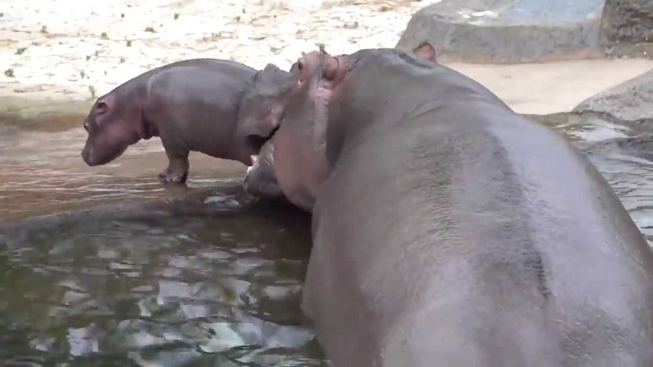 Trop mignon ce bébé hippopotame !