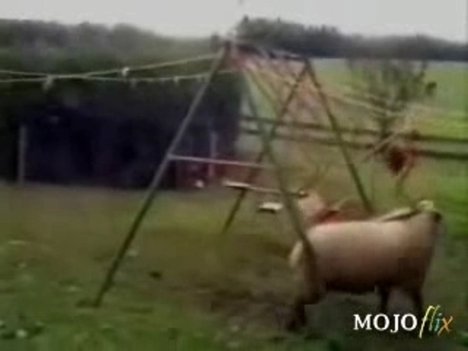 Jarac vs. Ljuljaska