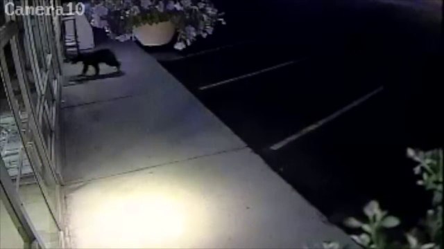 Cet ours tente de passer à travers la vitre d'un supermarché ! FAIL