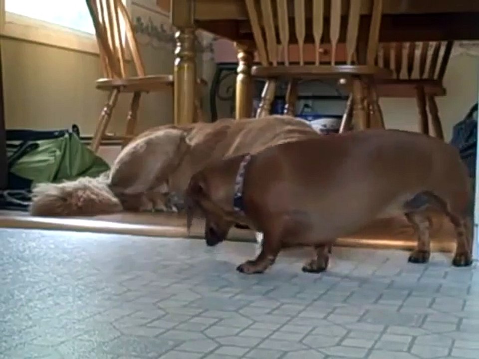 dognewbed