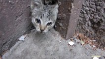 Des chatons sortent d'un mur... trop mignon !